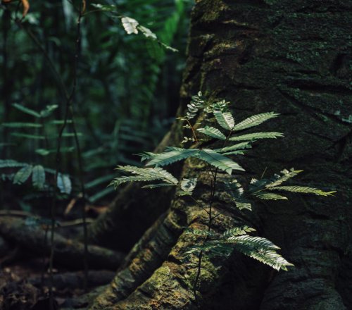 Small sprouts on a tree trunk in the rainforest on Príncipe Island.