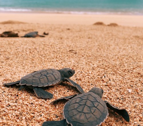 Newly hatched baby turtles heading to the ocean on Príncipe Island